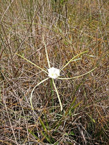 Image of Hymenocallis palmeri by no rights reserved