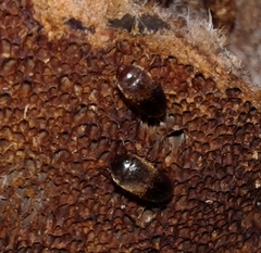 Eustrophopsis indistinctus