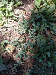 Polygonum aviculare