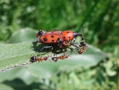 Rhodobaenus tredecimpunctatus