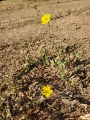 Lagophylla glandulosa