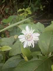 Passiflora foetida