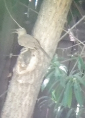 Toxostoma curvirostre