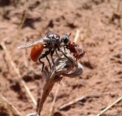 Cerotainiops abdominalis