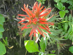 Castilleja rupicola