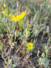 Lagophylla glandulosa