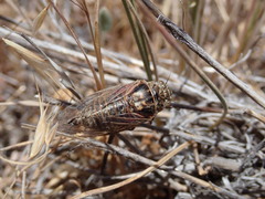 Tibicinina
