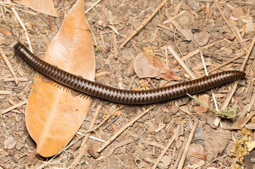 Paeromopus angusticeps photo 2