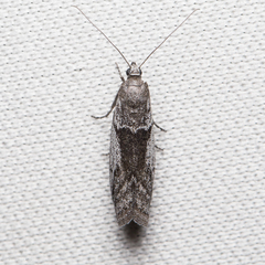 Homoeosoma impressalis