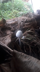Leucocoprinus cepistipes