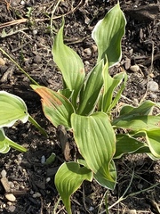 Hosta plantaginea