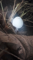 Leucocoprinus cepistipes