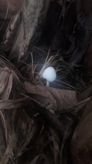 Leucocoprinus cepistipes