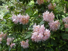 Rhododendron × hybridum