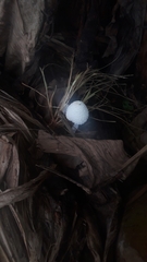 Leucocoprinus cepistipes