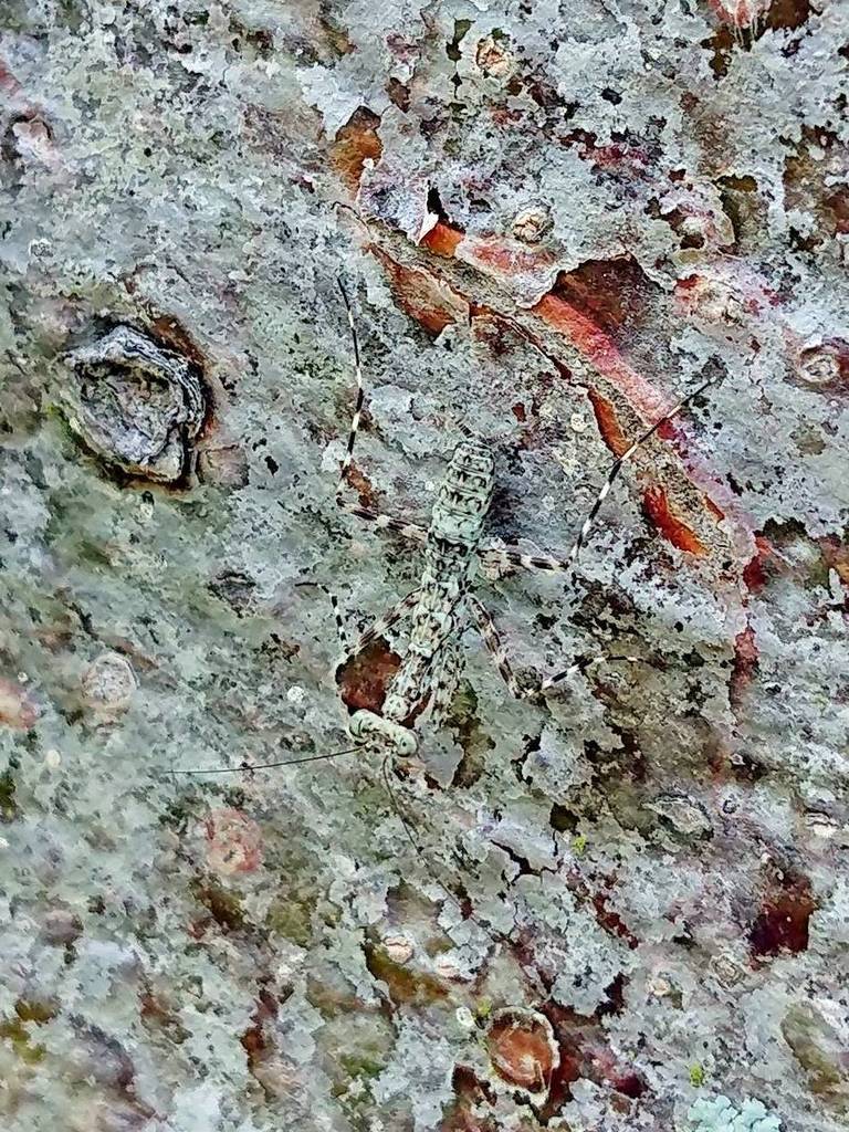 Mayan Lichen Mantis