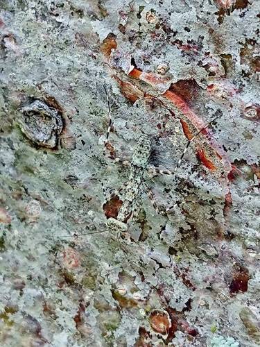 Mayan Lichen Mantis