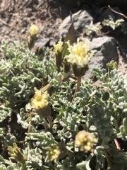 Chaenactis nevadensis