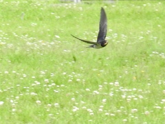 Hirundo rustica