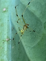 Phylloneta pictipes
