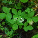 Threeleaf Foamflower (Three-Leaved) - Photo (c) mhays, some rights reserved (CC BY-NC), uploaded by mhays