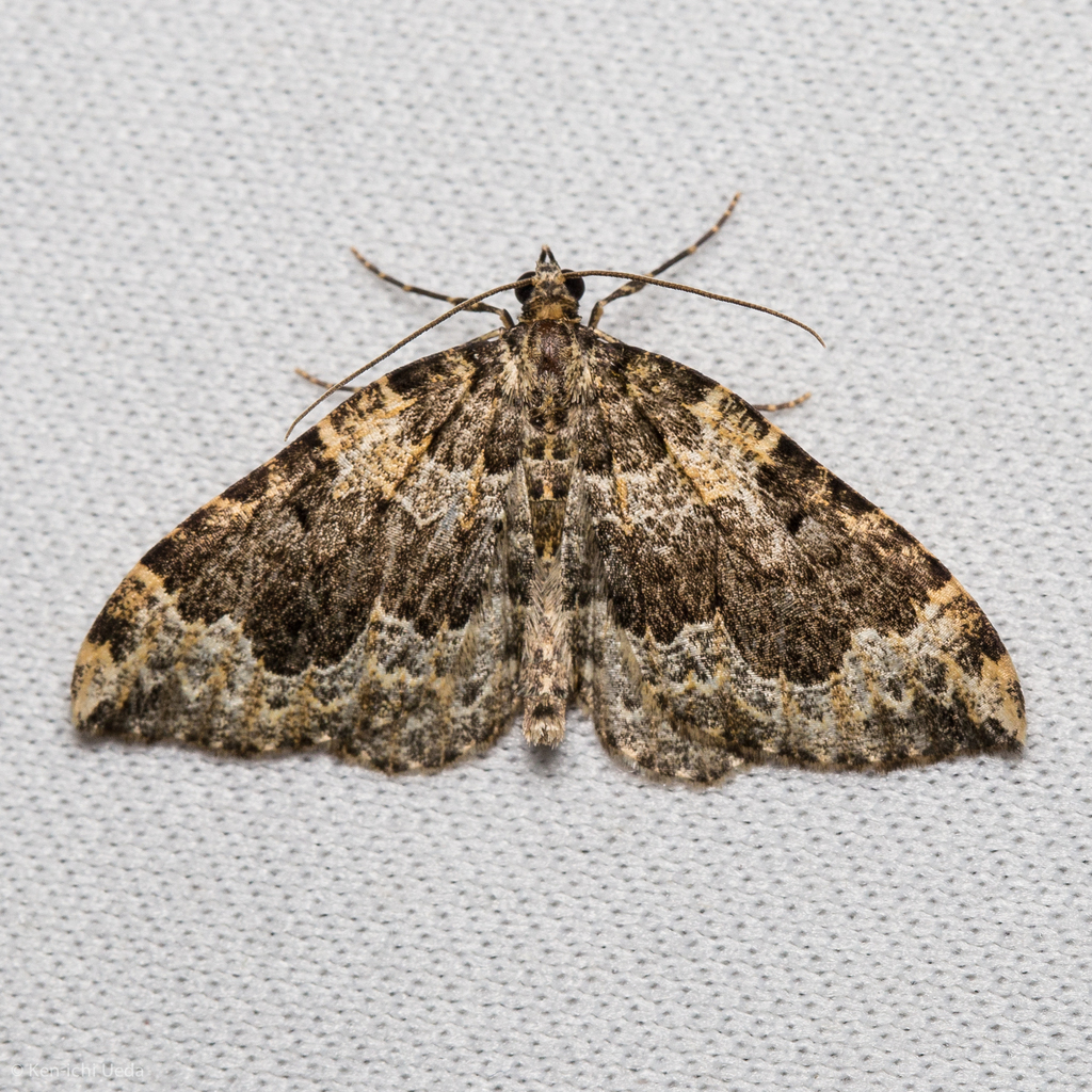 Antepirrhoe semiatrata