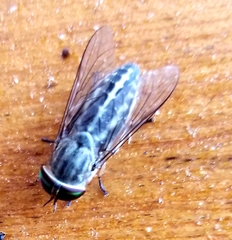 Tabanus lineola