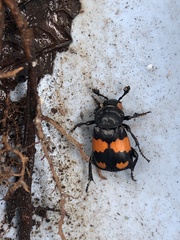 Nicrophorus investigator