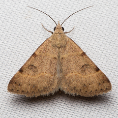 Hemeroplanis historialis