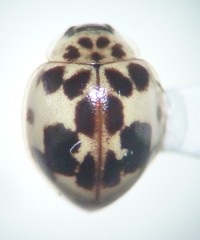 Psyllobora borealis