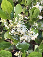 Ceanothus velutinus
