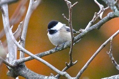 Poecile atricapillus