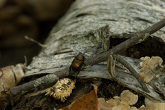 Geotrupes splendidus