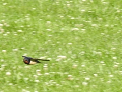 Hirundo rustica