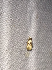 Phalonidia memoranda