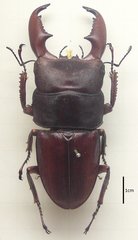 Serrognathus titanus