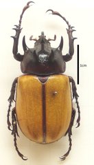 Eupatorus gracilicornis
