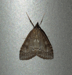 Udea prunalis