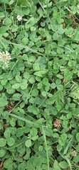 Trifolium repens