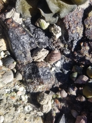 Littorinimorpha