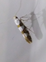 Argyresthia brockeella