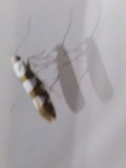 Argyresthia brockeella