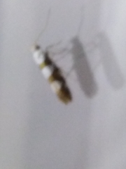 Argyresthia brockeella