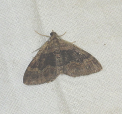 Xanthorhoe quadrifasiata