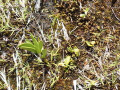 Botrychium simplex image