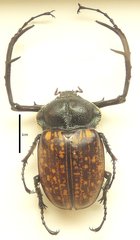 Cheirotonus macleayi