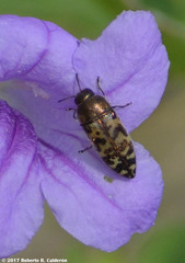 Acmaeodera mixta