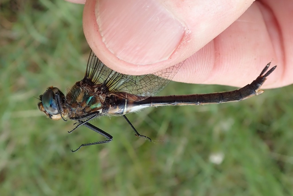 Kennedy's Emerald