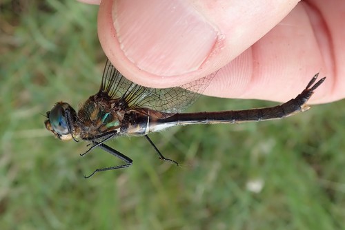 Kennedy's Emerald