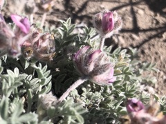Astragalus austiniae